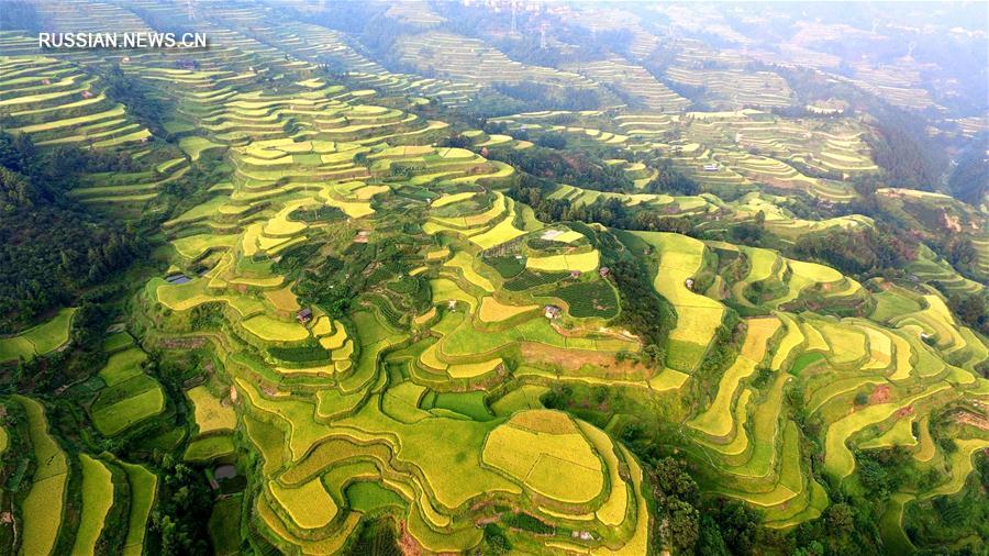 Уезд Саньцзян в золотом блеске осенних рисовых полей