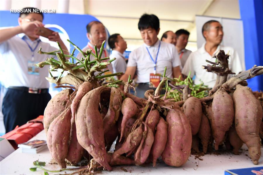 Сельскохозяйственная выставка-ярмарка в Чжэнчжоу