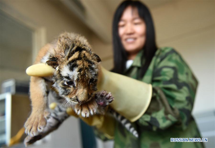 В центре "Хэндаохэцзы" на северо-востоке Китая в этом году родилось более 100 тигрят 