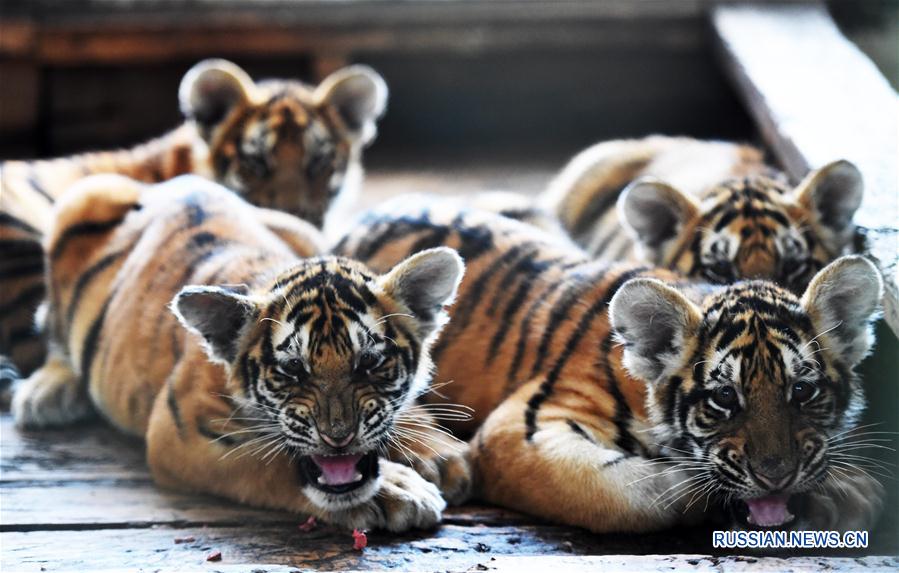 В центре "Хэндаохэцзы" на северо-востоке Китая в этом году родилось более 100 тигрят 