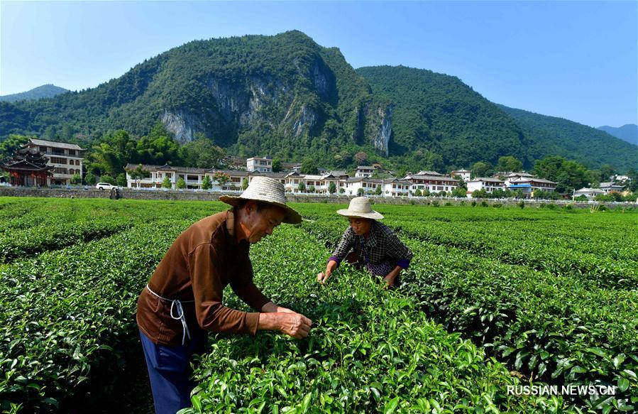 Сбор чайных листьев в провинции Хубэй