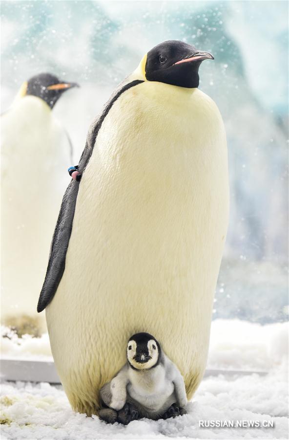 В Чжухайском океанариуме посетителям представили молодых пингвинов