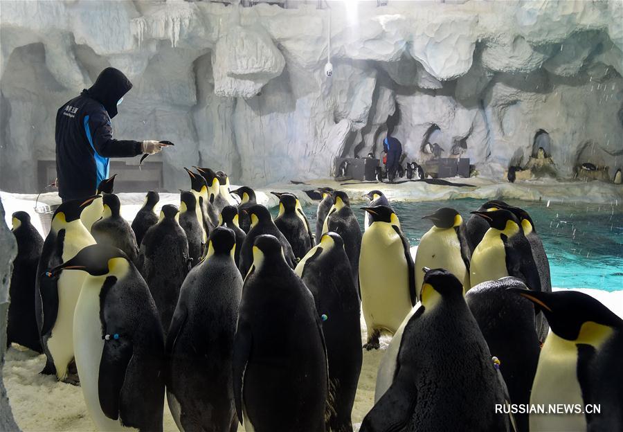 В Чжухайском океанариуме посетителям представили молодых пингвинов