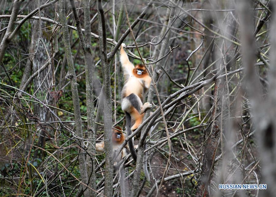 В заповеднике Шэньнунцзя устойчиво растет популяция золотистых обезьян