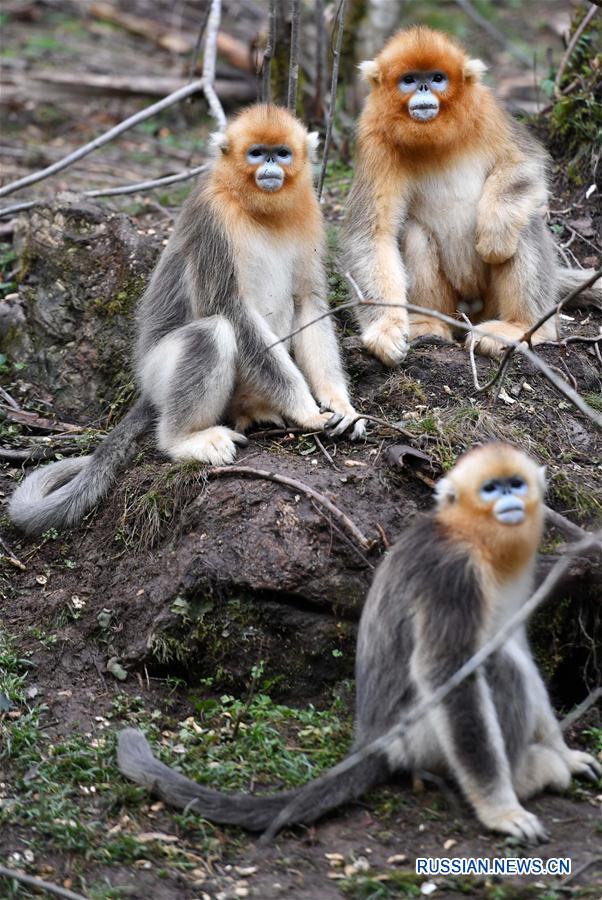 В заповеднике Шэньнунцзя устойчиво растет популяция золотистых обезьян