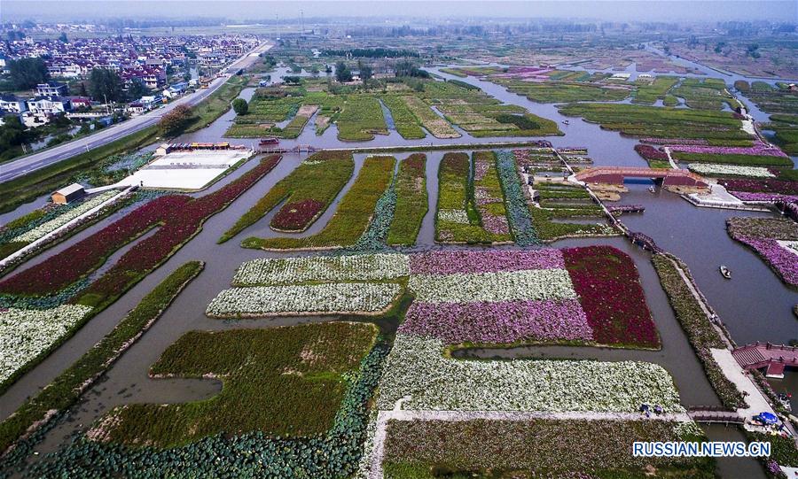 Море осенних цветов в Цзянсу