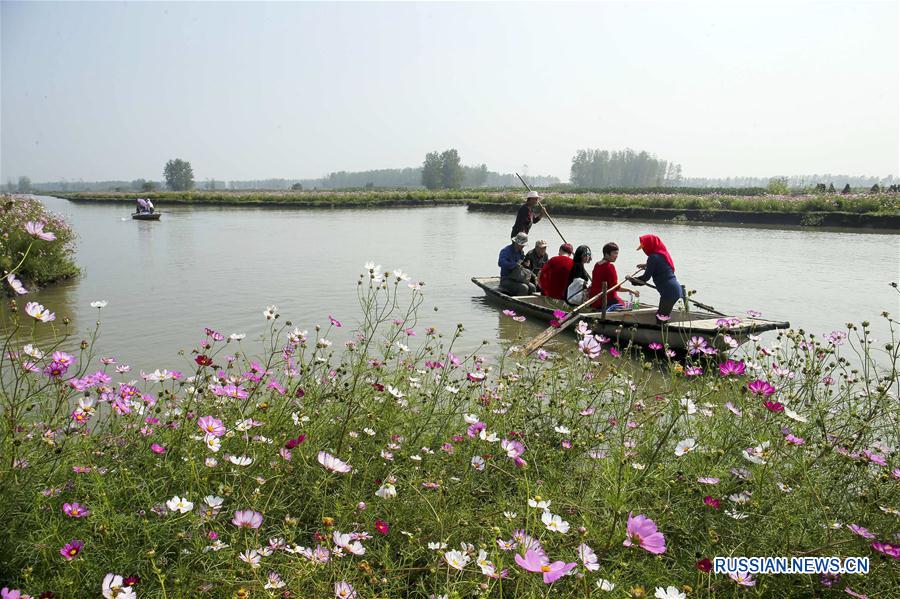 Море осенних цветов в Цзянсу
