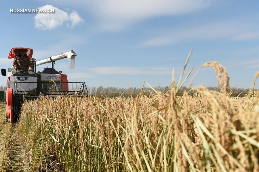 В "северной житнице" Китая полным ходом ведется уборка осеннего урожая