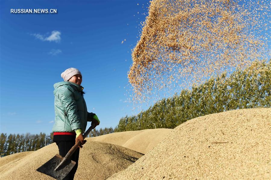 В "северной житнице" Китая полным ходом ведется уборка осеннего урожая  
