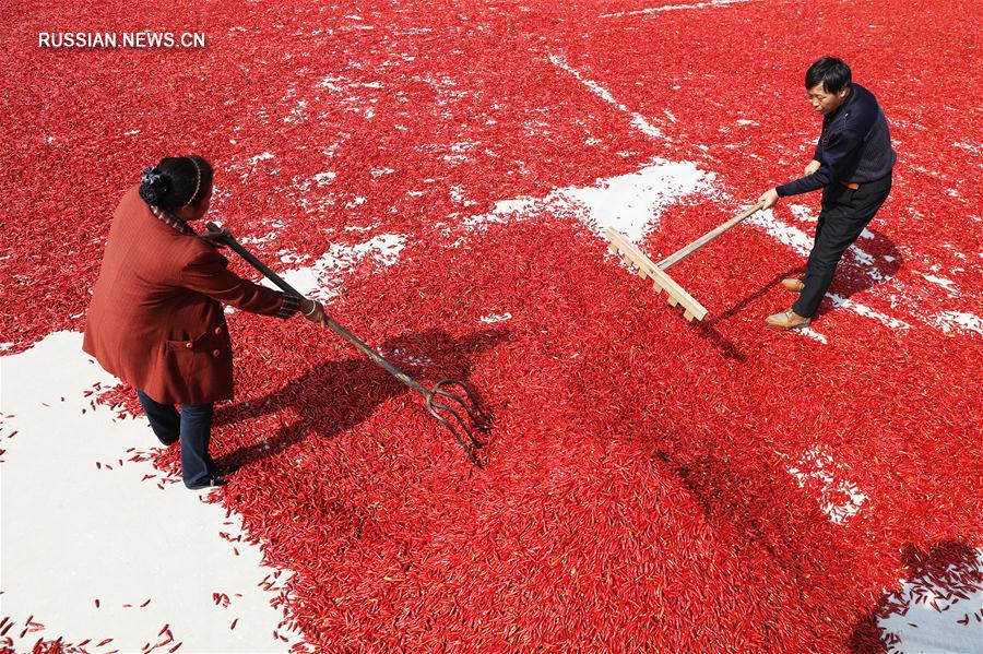 Сбор урожая острого перца в провинции Шаньси