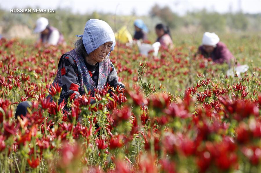 Сбор урожая острого перца в провинции Шаньси