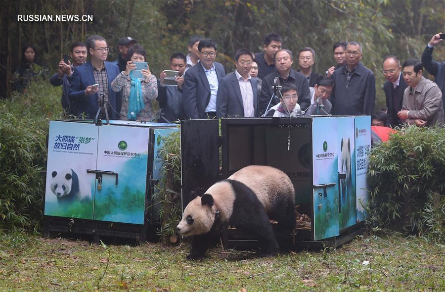 Двух самок панды выпустили в природу в Сычуани