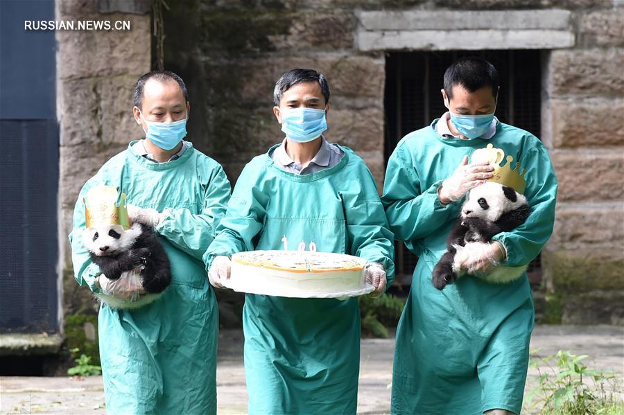 Пандам-близнецам из Чунцинского зоопарка исполнилось 100 дней