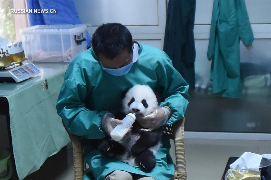 Пандам-близнецам из Чунцинского зоопарка исполнилось 100 дней
