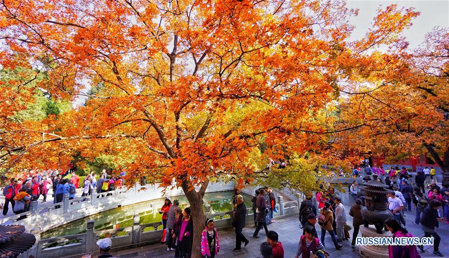 Красные листья -- примета пекинской осени