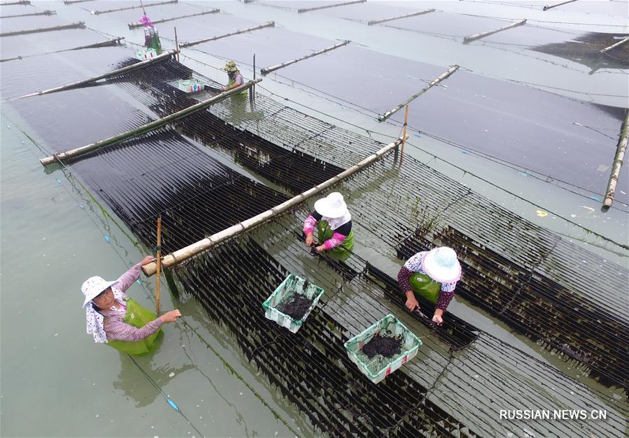 Выращивание водорослей -- путь повышения благосостояния для фермеров из провинции Фуцзянь