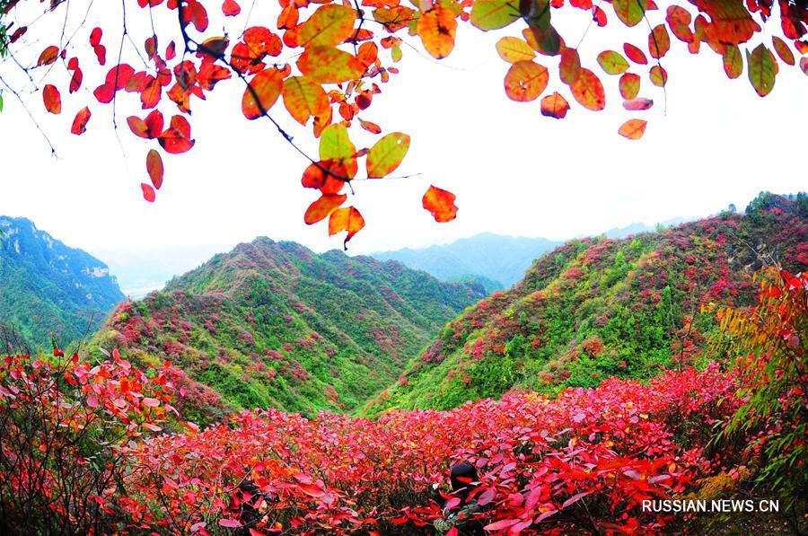 Красные осенние листья в горах под Чунцином
