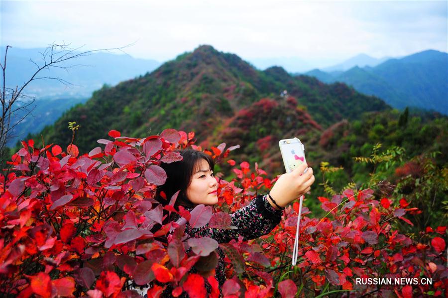 Красные осенние листья в горах под Чунцином