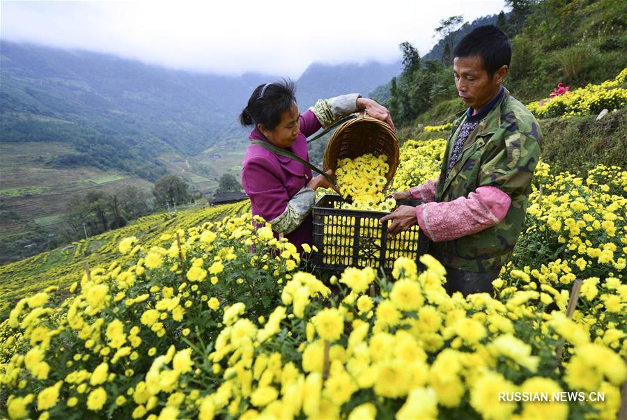 Плантации хризантем в уезде Луншэн Гуанси-Чжуанского АР