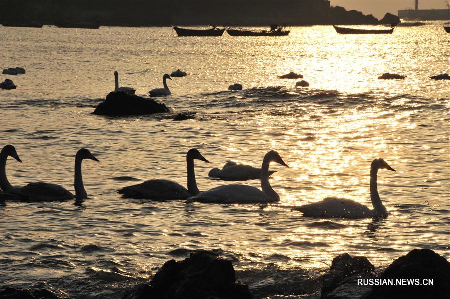 В Жунчэнский природный заповедник на зимовку прилетают лебеди-кликуны