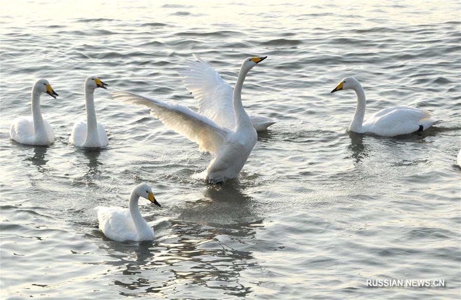 В Жунчэнский природный заповедник на зимовку прилетают лебеди-кликуны