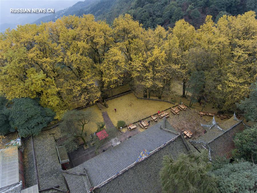 "Древо стелет золотой ковер" -- Осень в горном монастыре в провинции Сычуань