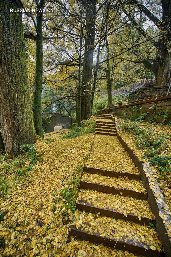 "Древо стелет золотой ковер" -- Осень в горном монастыре в провинции Сычуань