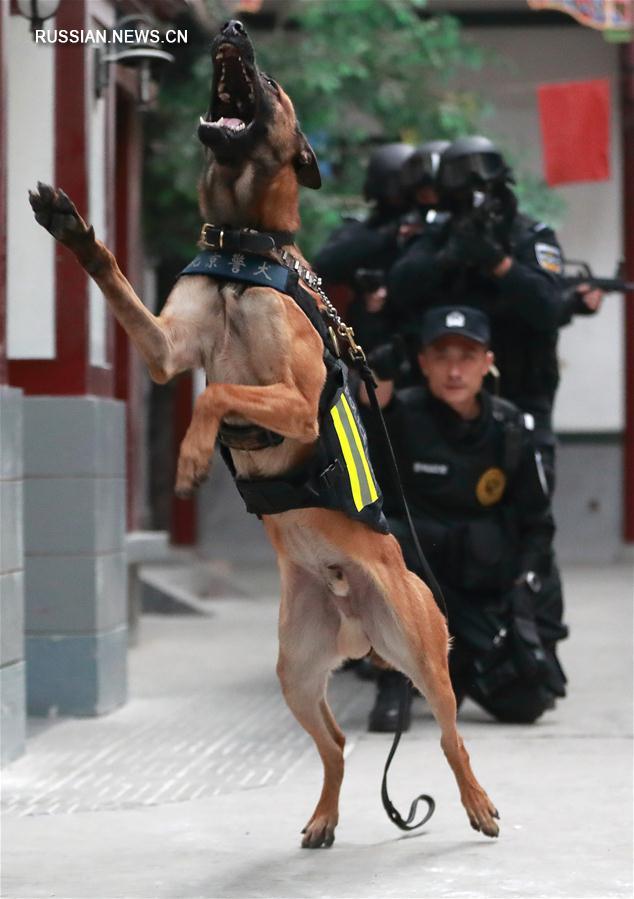 Пекинский отряд полицейских собак