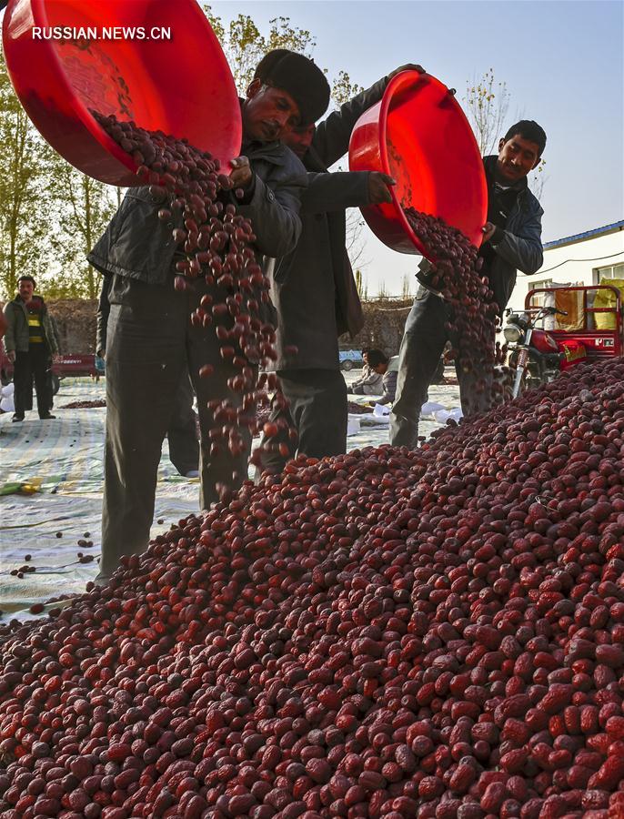 В Синьцзяне собирают новый урожай китайских фиников
