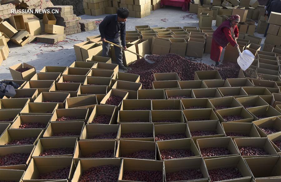 В Синьцзяне собирают новый урожай китайских фиников