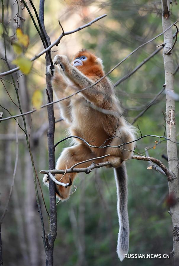 Популяция циньлинских золотистых обезьян продолжает увеличиваться