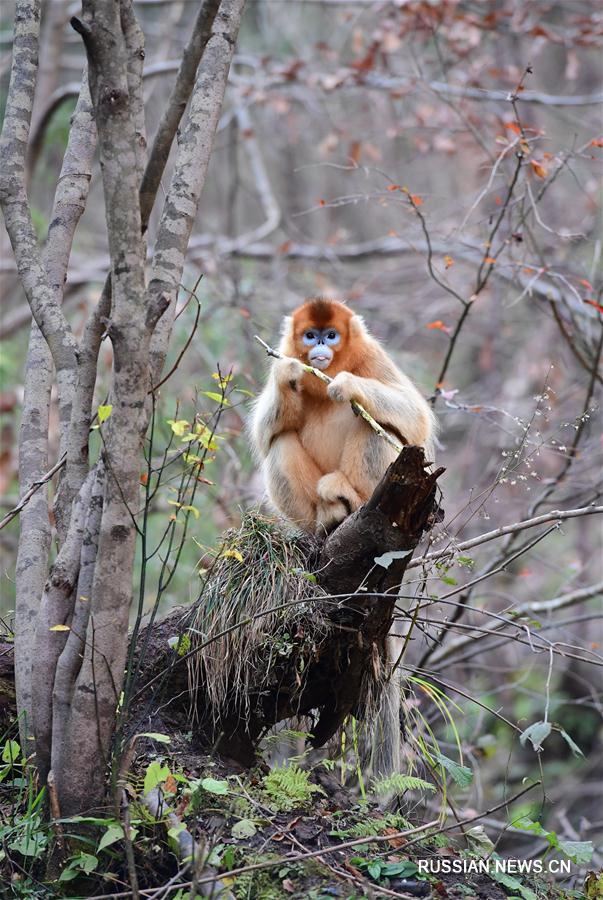 Популяция циньлинских золотистых обезьян продолжает увеличиваться