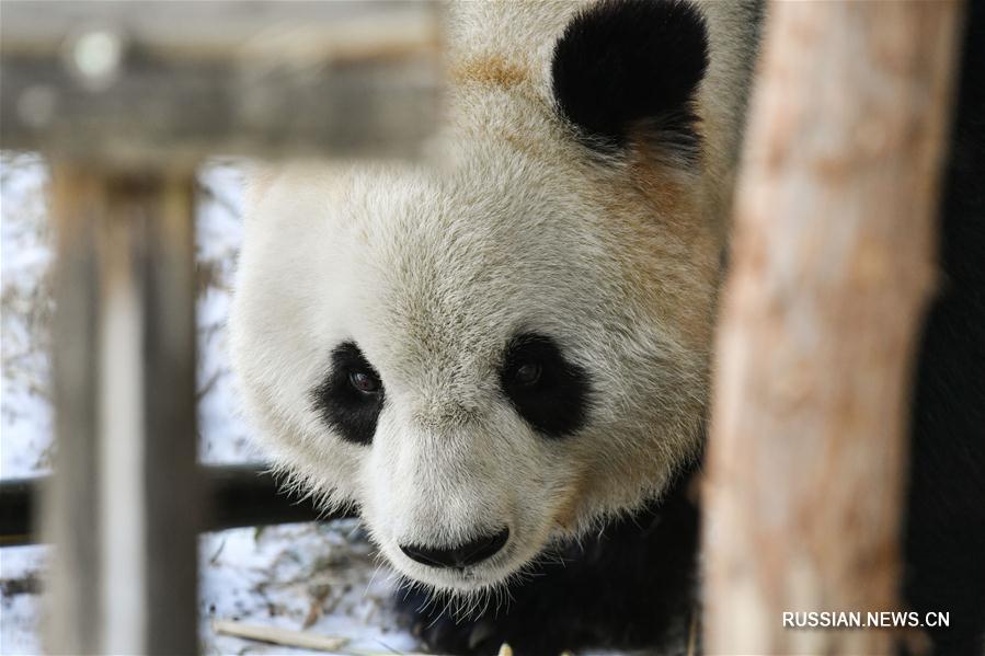 Панды готовятся к первой зимовке в провинции Хэйлунцзян