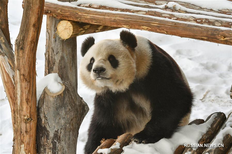 Панды готовятся к первой зимовке в провинции Хэйлунцзян