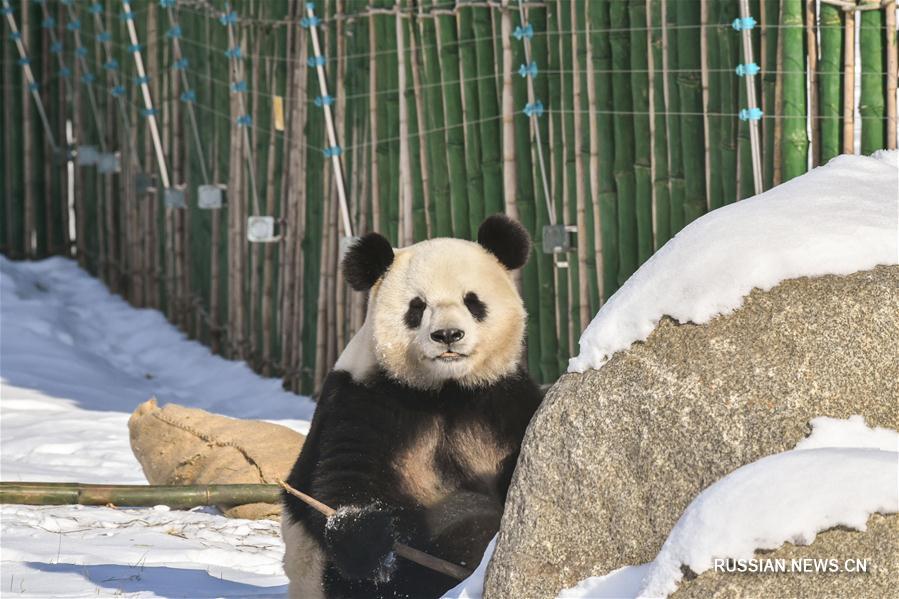 Панды готовятся к первой зимовке в провинции Хэйлунцзян