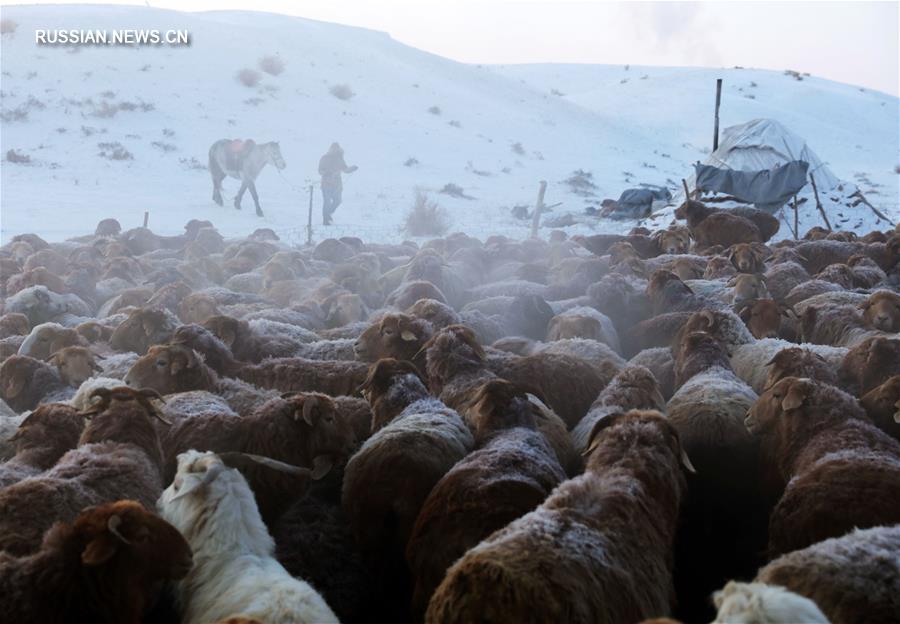 Скотоводы на севере Синьцзяна перебираются на зимние пастбища