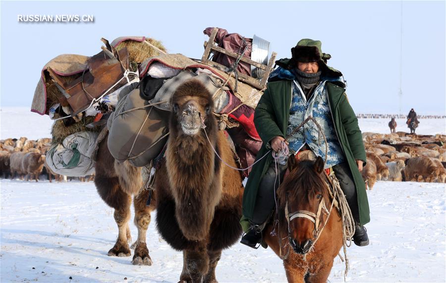 Скотоводы на севере Синьцзяна перебираются на зимние пастбища