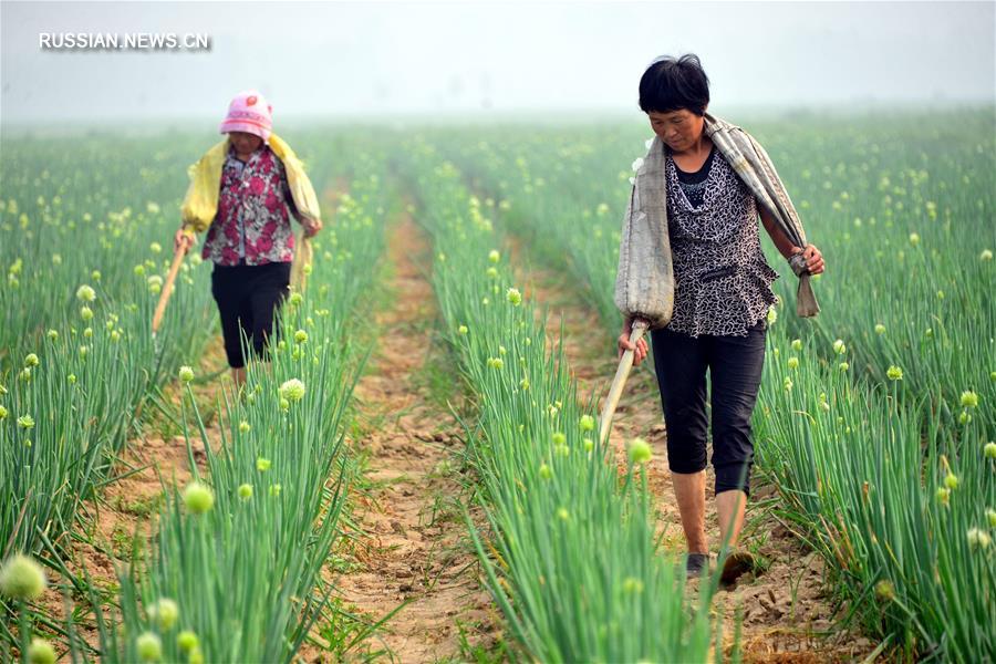 ЮНЕСКО включила китайский аграрный календарь в список нематериального культурного наследия