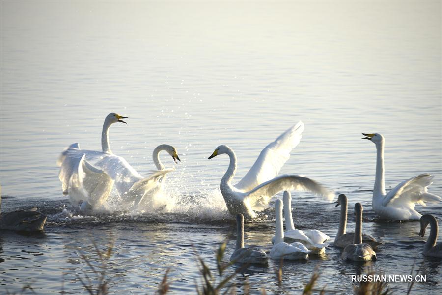 Зимующие лебеди в провинции Шаньдун