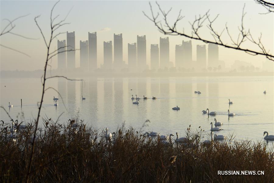 Зимующие лебеди в провинции Шаньдун