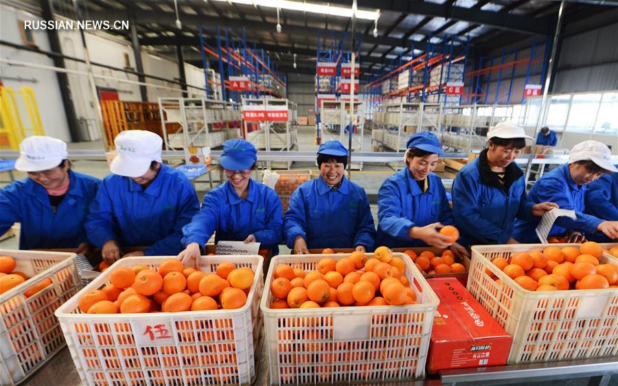 Сезон сбора урожая апельсинов в уезде Цзыгуй