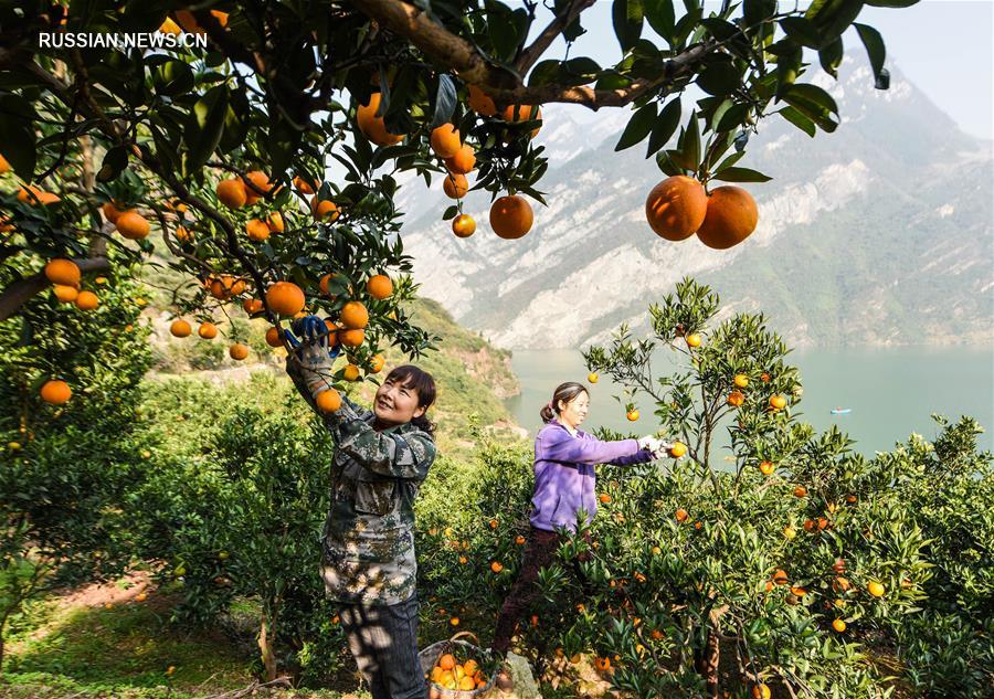 Сезон сбора урожая апельсинов в уезде Цзыгуй