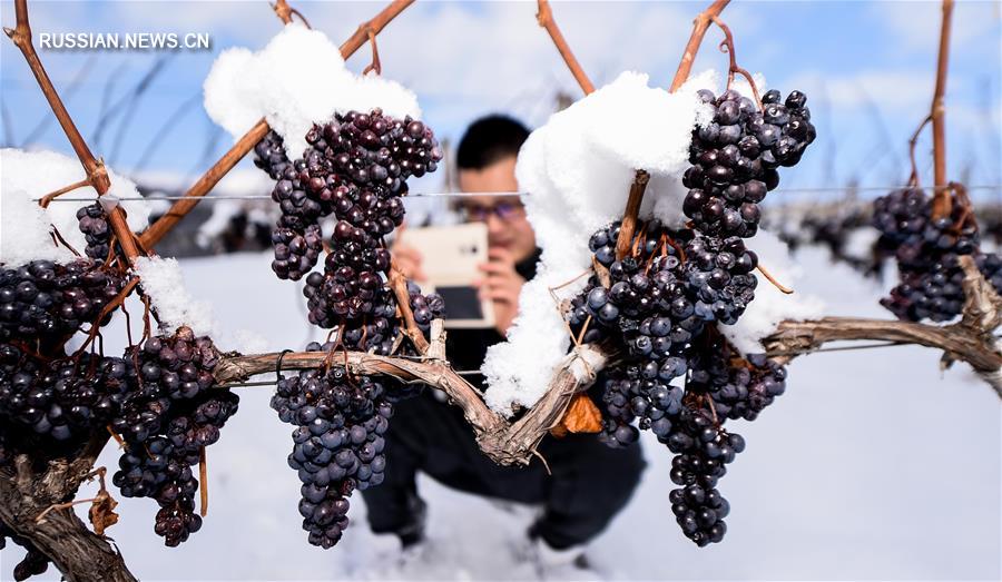 Ледяное вино из провинции Цзилинь