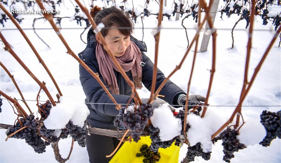 Ледяное вино из провинции Цзилинь