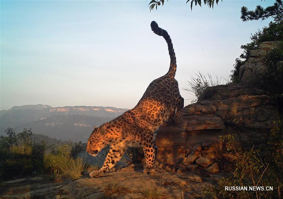 Китайский Союз защиты животных семейства кошачьих охраняет северо-китайского леопарда