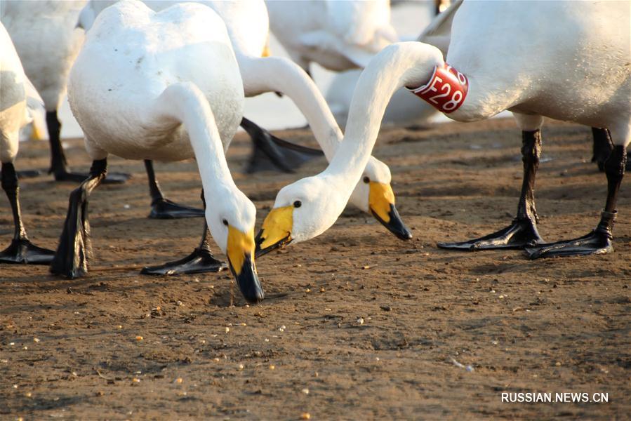 В уезд Жунчэн 10-й год подряд прилетают зимовать лебеди-кликуны, окольцованные по международному стандарту