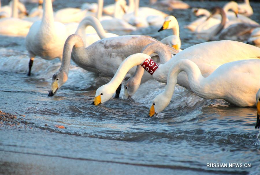 В уезд Жунчэн 10-й год подряд прилетают зимовать лебеди-кликуны, окольцованные по международному стандарту