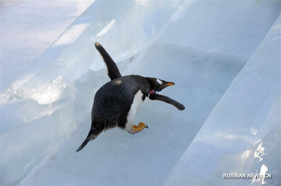 Антарктические пингвины учатся кататься с ледяной горки