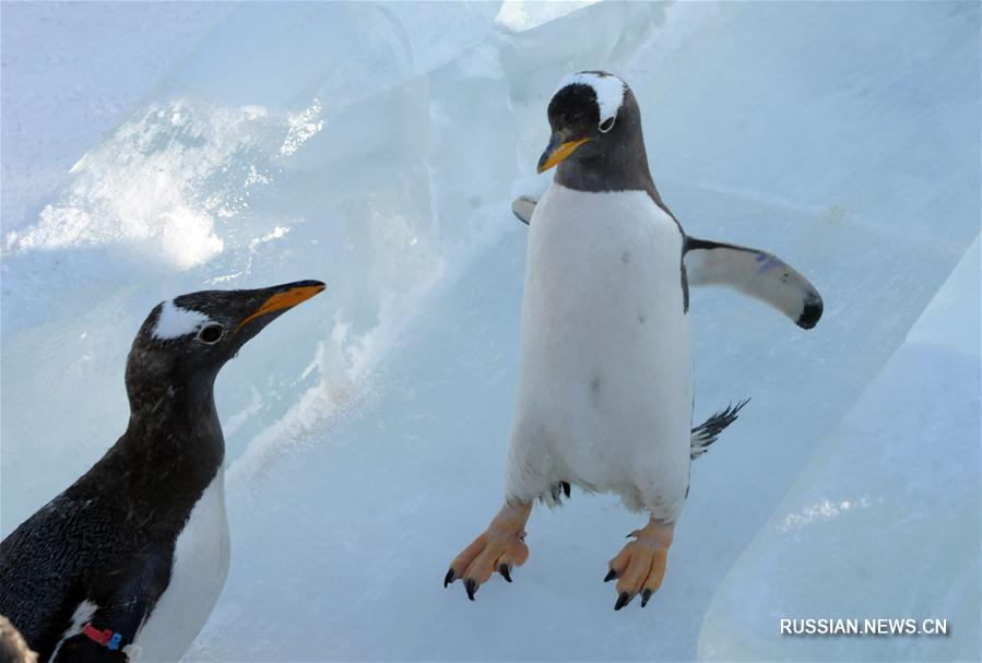 Антарктические пингвины учатся кататься с ледяной горки