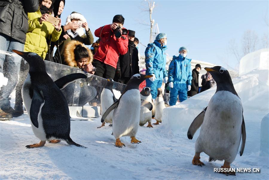 Пингвиньи забавы среди льда и снега